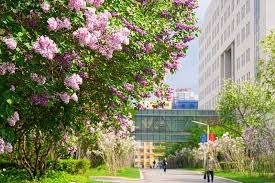 HIT campus spring lilac